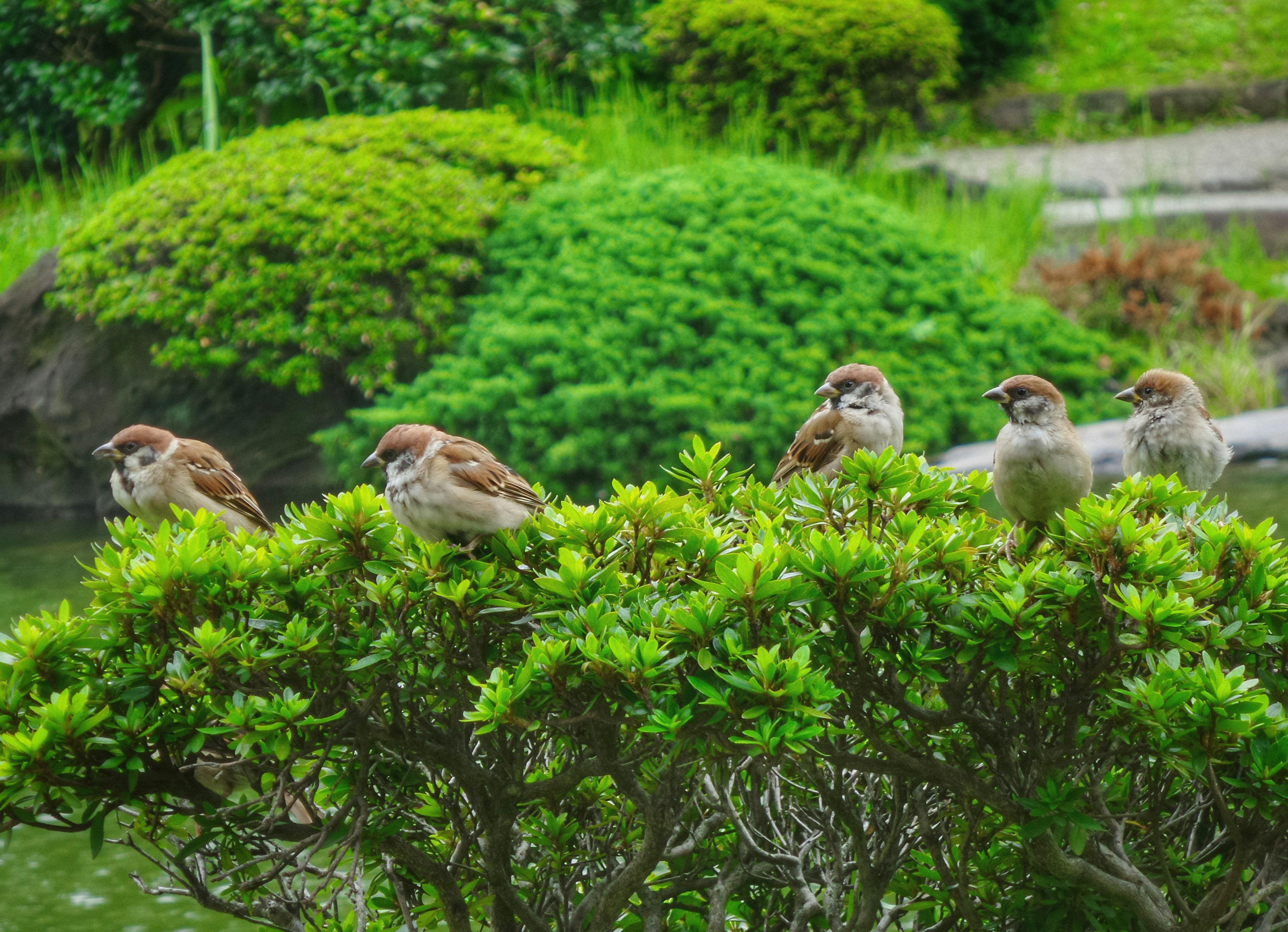 five brown birds on top of green plant during daytime